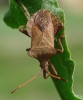 Coreus marginatus