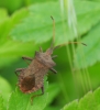 Coreus marginatus