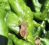 Coreus marginatus