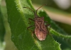 Coreus marginatus
