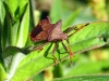 Coreus marginatus