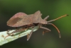 Coreus marginatus