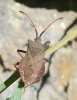 Coreus marginatus