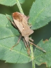 Coreus marginatus