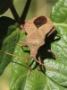 Coreus marginatus
