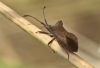 Coreus marginatus
