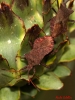 Coreus marginatus