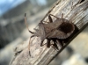 Coreus marginatus