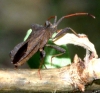 Coreus marginatus