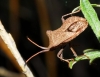 Coreus marginatus