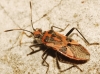 Corizus hyoscyami