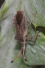Enoplops scapha Enoplops scapha