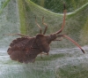 Enoplops scapha Enoplops scapha