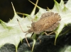 Enoplops scapha Enoplops scapha