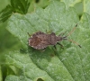 Enoplops scapha Enoplops scapha