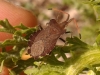 Enoplops scapha Enoplops scapha