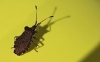 Enoplops scapha Enoplops scapha