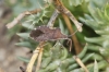 Enoplops scapha Enoplops scapha