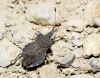 Enoplops scapha Enoplops scapha
