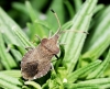Enoplops scapha Enoplops scapha