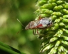 Liorhyssus hyalinus Liorhyssus hyalinus