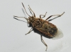 Liorhyssus hyalinus Liorhyssus hyalinus