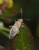 Liorhyssus hyalinus