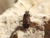 Liorhyssus hyalinus Liorhyssus hyalinus