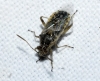 Liorhyssus hyalinus Liorhyssus hyalinus
