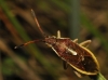Maccevethus sp. Maccevethus sp.