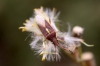 Maccevethus sp. Maccevethus sp.