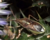 Maccevethus sp. Maccevethus sp.