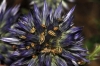 Maccevethus sp. Maccevethus sp.