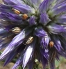 Maccevethus sp. Maccevethus sp.