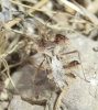 Phyllomorpha laciniata Phyllomorpha laciniata