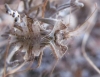 Phyllomorpha laciniata Phyllomorpha laciniata