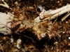 Phyllomorpha laciniata Phyllomorpha laciniata