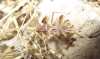 Phyllomorpha laciniata Phyllomorpha laciniata