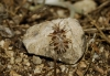 Phyllomorpha laciniata Phyllomorpha laciniata