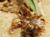 Phyllomorpha laciniata Phyllomorpha laciniata
