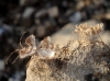 Phyllomorpha laciniata
