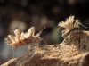 Phyllomorpha laciniata