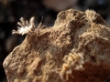 Phyllomorpha laciniata