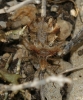 Phyllomorpha laciniata Phyllomorpha laciniata
