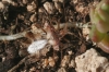 Phyllomorpha laciniata Phyllomorpha laciniata