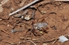 Phyllomorpha laciniata Phyllomorpha laciniata