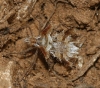 Phyllomorpha laciniata Phyllomorpha laciniata