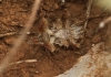 Phyllomorpha laciniata Phyllomorpha laciniata