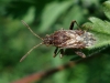 Rhopalini Rhopalini