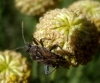Rhopalini Rhopalini